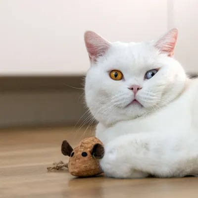 Weiße Katze mit unterschiedlich farbigen Augen spielt mit einem kleinen braunen Spielzeug in Mausform auf Holzboden.
