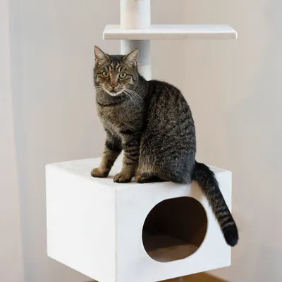 Kerbl Pet Arbre à chat Ferdi, blanc