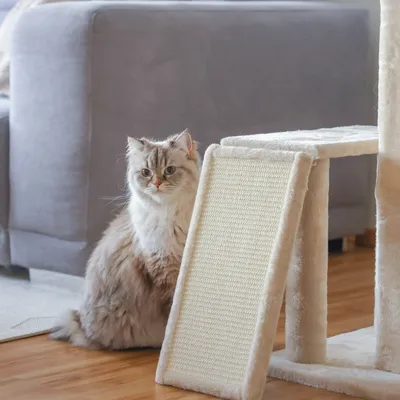 Kerbl Pet Arbre à chat Alessia, beige