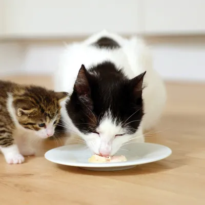 Catit Creamy Cups 4 x 25 g