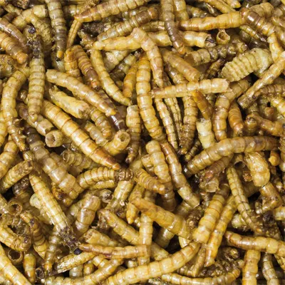 JR Farm Vers de farine Extra riche en protéines