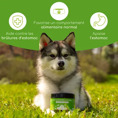 Chien avec boîte 'Friandise Sans Selles & Herbe'. Texte : Aide contre les brûlures d’estomac, Favorise un comportement alimentaire normal, Apaise l’estomac. Chien avec boîte 'Friandise Sans Selles & Herbe'. Texte : Aide contre les brûlures d’estomac, Favorise un comportement alimentaire normal, Apaise l’estomac.