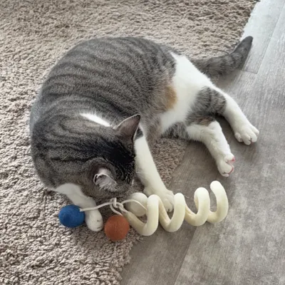 Aumüller Jouet pour chat Loopy Spiral - 1 jouet Aumüller Jouet pour chat Loopy Spiral - 1 jouet