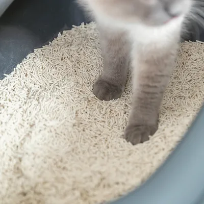 Trixie Tofu csomósodó alom