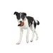 Bark Gioco per cane Wild Boris