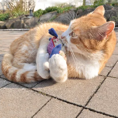 Red cat playing with a colourful fabric toy on a paved terrace.