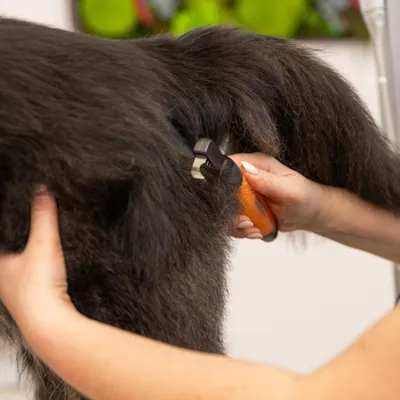 Hand gebruikt een vachtborstel met metalen pinnen voor de vachtverzorging bij een dier met lang, donker haar. Hand gebruikt een vachtborstel met metalen pinnen voor de vachtverzorging bij een dier met lang, donker haar.