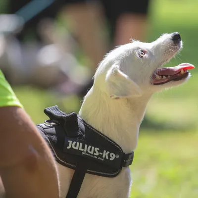 Куче с черен нагръдник Julius-K9, надписът „JULIUS-K9 Glows in the dark“ е видим върху нагръдника.