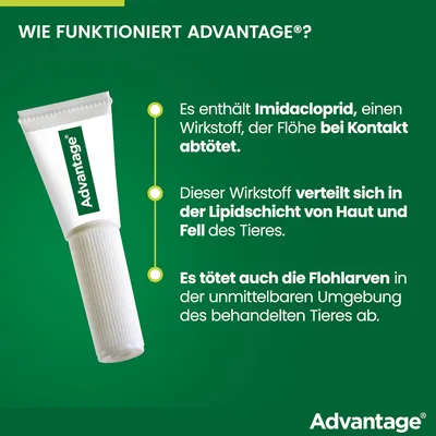 Wie funktioniert Advantage? Enthält Imidacloprid, tötet Flöhe bei Kontakt ab, verteilt sich in der Lipidschicht von Haut und Fell, tötet Flohlarven in der Umgebung des behandelten Tieres.