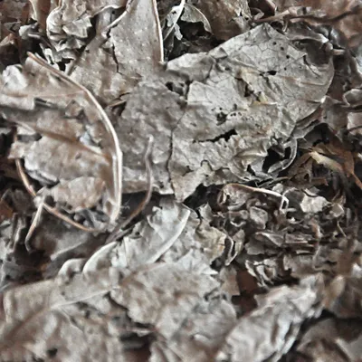 Nahaufnahme von getrockneten Blättern, möglicherweise als Bestandteil eines Naturprodukts oder Tierfutters.
