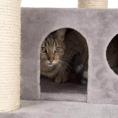 Grauer Kratzbaum mit Sisalstämmen und Höhle, Katze sitzt in der Höhle.