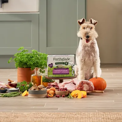 Dog sitting beside Forthglade variety 6 pack with fresh ingredients including herbs, oil, raw meat, pumpkin, green beans, cranberries and apricots displayed in front.
