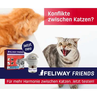 Feliway Friends. Теперь новинка. Для большего гармонии между кошками. Конфликты между кошками? Попробуйте сейчас!