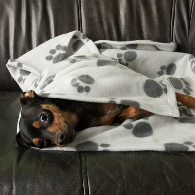 Câine pe o pătură albă cu modele de lăbuțe gri pe o canapea din piele neagră. Produsul prezintă o pătură confortabilă pentru animale de companie.