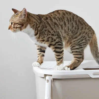 Gato atigrado de pelo corto sobre la tapa blanca de un arenero rectangular beige para gatos, con asa lateral visible.