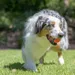 Chuckit! Ultra Ball S