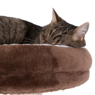 Stribet kat ligger og sover i rund, brun kattekurv med blød plys. Kattekurven har forhøjet kant og hvid inderside, egnet til afslapning for katte.