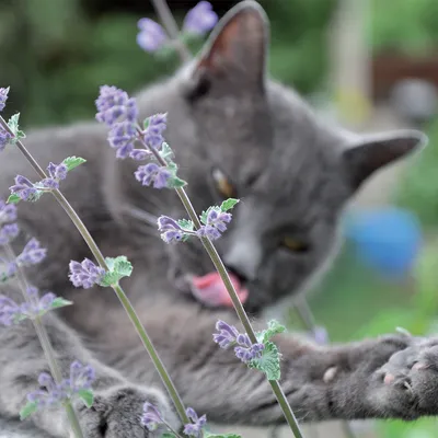 Grijze kat tussen paarse kattenkruidbloemen, kat steekt tong uit. Kattenkruid zichtbaar op de voorgrond, geschikt voor productpresentatie van kattenspeelgoed of planten.