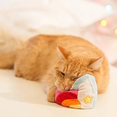 Rote Katze liegt auf einem bunten, sternförmigen Plüschspielzeug mit Regenbogenfarben.