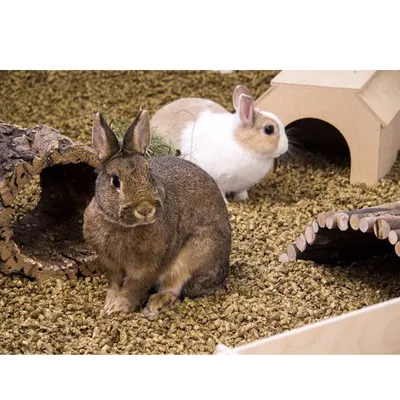 Due conigli su lettiera con gioco in legno e casetta. L'ambiente mostra accessori per piccoli animali.