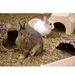 Bunny Bedding Cosy