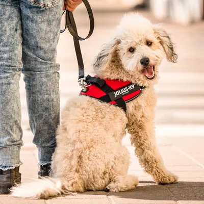 Hund mit rotem Julius-K9 Hundegeschirr und Leine, neben einer Person in Jeans auf einem Gehweg.