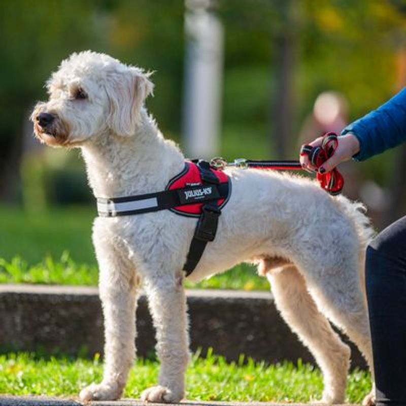 JULIUS-K9 IDC®-Powertuigje - Rood