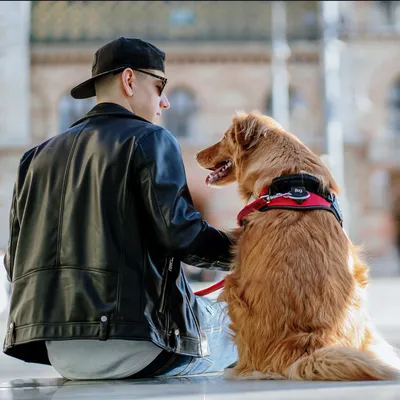 Hund mit rotem Geschirr und schwarzem Aufnäher sitzt neben einer Person. Geschirr zeigt die Marke 'Julius-K9'.