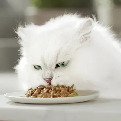 Chat à poils longs blancs mangeant de la nourriture humide pour chats dans une assiette blanche, gros plan sur le visage du chat et la pâtée.