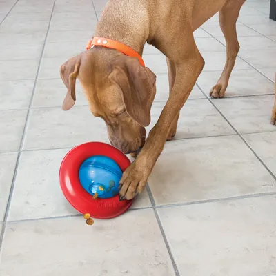 Dog playing with red and blue KONG toy that dispenses dry food.