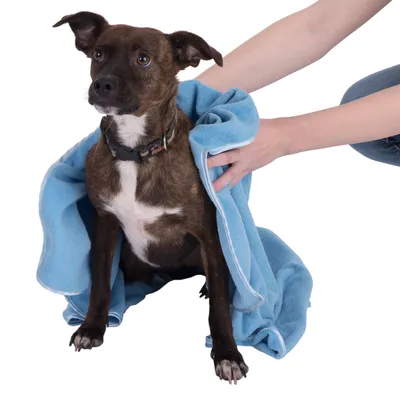 Hund wird mit einem blauen Handtuch abgetrocknet, das von einer Person gehalten wird.