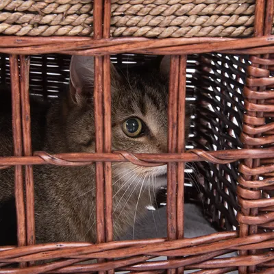 Brauner Korb aus geflochtenem Holz mit einer Katze, die durch die Gitterstäbe schaut.