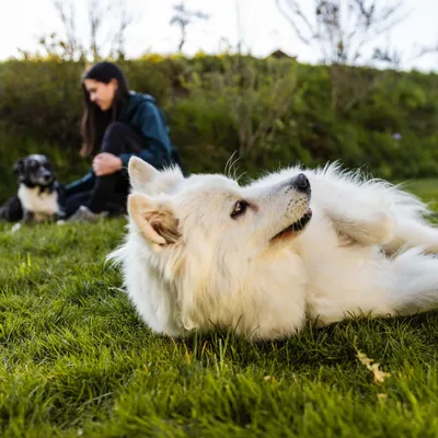 Vet Veterinary HPM Dog Digestive Support G1 Hondenvoer Vet Veterinary HPM Dog Digestive Support G1 Hondenvoer