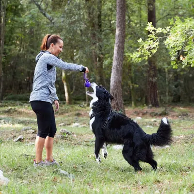 Person zeigt, wie ein Hund mit einem lila Spielzeug im Freien spielt. Demonstration der Nutzung des Spielzeugs für aktive Beschäftigung. Person zeigt, wie ein Hund mit einem lila Spielzeug im Freien spielt. Demonstration der Nutzung des Spielzeugs für aktive Beschäftigung.