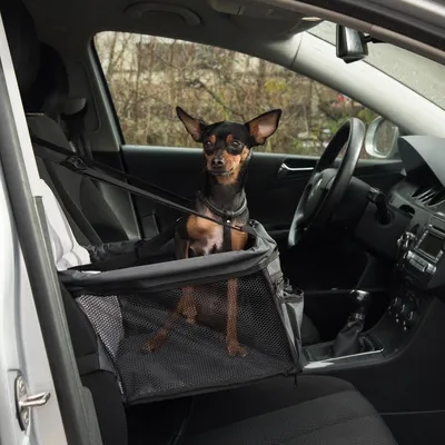 Hond zit in een zwarte autostoel met netzijden, bevestigd aan de voorstoel van een auto. Product toont veilige transportmogelijkheid voor huisdieren in de auto.