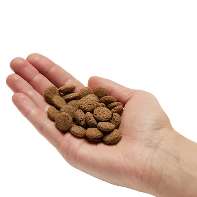 Hand met een portie ronde, bruine brokjes diervoeding. Brokgrootte en hoeveelheid zichtbaar voor inschatting van formaat en dosering.