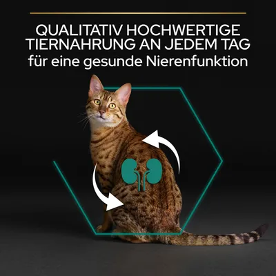 Qualitativ hochwertige Tiernahrung an jedem Tag für eine gesunde Nierenfunktion. Abgebildet ist eine Katze mit grafischer Darstellung der Nieren.