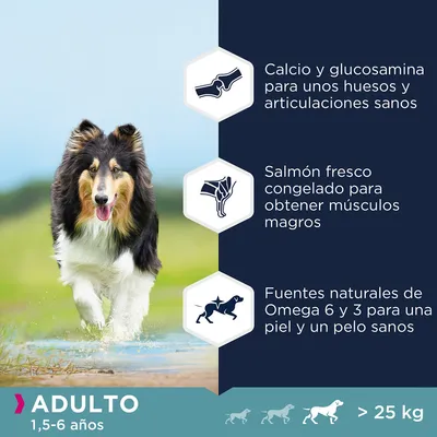Calcio y glucosamina para huesos y articulaciones sanos, salmón fresco congelado para músculos magros, Omega 6 y 3 para piel y pelo sanos. Adulto 1,5–6 años, más de 25 kg.