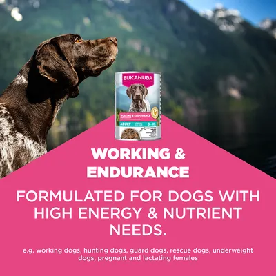 Eukanuba Working & Endurance. Koirille, joilla on korkea energiantarve ja ravinnontarve, kuten työ-, metsästys-, vahti- ja pelastuskoirat sekä alipainoiset, tiineet tai imettävät nartut. Eukanuba Working & Endurance. Koirille, joilla on korkea energiantarve ja ravinnontarve, kuten työ-, metsästys-, vahti- ja pelastuskoirat sekä alipainoiset, tiineet tai imettävät nartut.