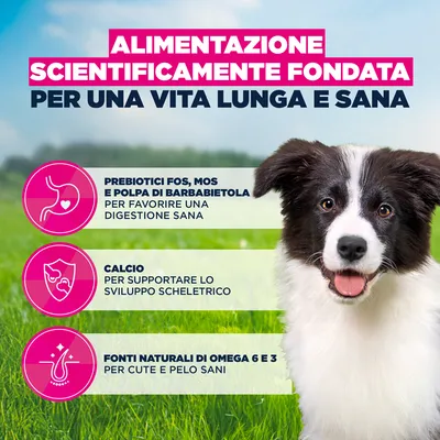 Eukanuba Premium Nutrition Puppy Medium Breed Pollo