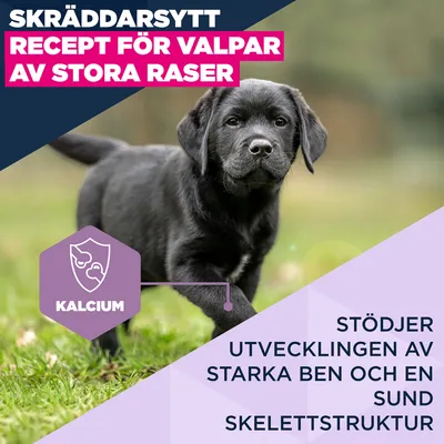 Eukanuba Premium Nutrition Puppy Large & Giant Breed Chicken