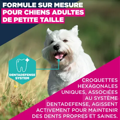 Eukanuba Premium Nutrition Adult Small Breed au poulet