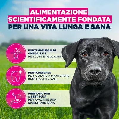 Eukanuba Premium Nutrition Adult Large & Giant Breed Pollo