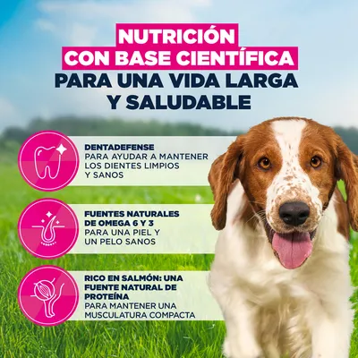 Eukanuba Premium Nutrition Adult Small & Medium Breed salmón