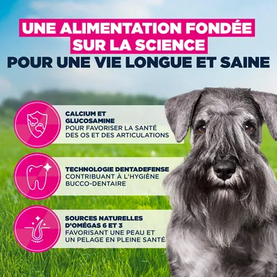Eukanuba Premium Nutrition Mature Small Breed au poulet