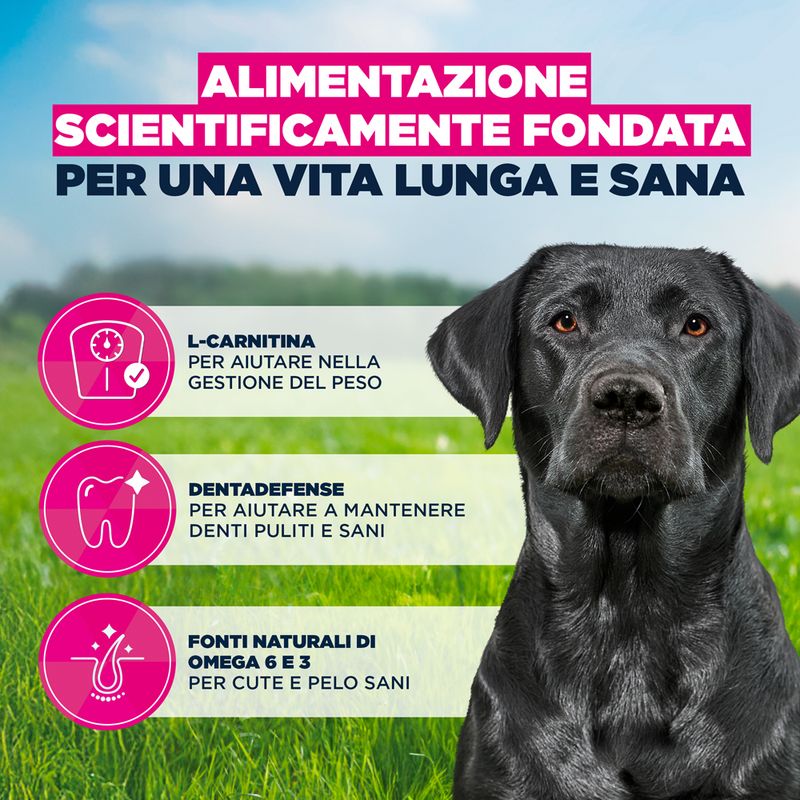 Eukanuba Premium Nutrition Mature Large & Giant Breed Pollo