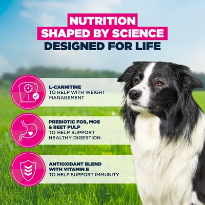 Eukanuba Premium Nutrition Senior Medium Breed csirke