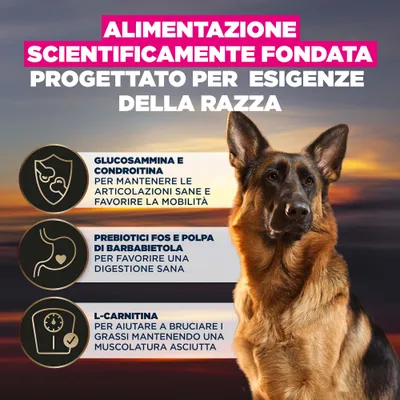 Glucosammina e condroitina per articolazioni sane, prebiotici FOS e polpa di barbabietola per la digestione, L-carnitina per la combustione dei grassi e lo sviluppo muscolare. Alimentazione scientificamente comprovata. Glucosammina e condroitina per articolazioni sane, prebiotici FOS e polpa di barbabietola per la digestione, L-carnitina per la combustione dei grassi e lo sviluppo muscolare. Alimentazione scientificamente comprovata.