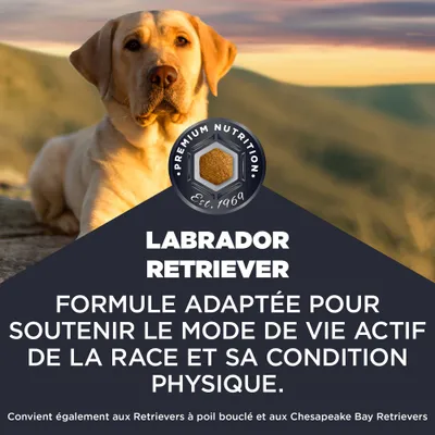 Premium Nutrition Labrador Retriever. Formule pour soutenir le mode de vie actif et la condition physique de la race. Convient également aux Curly et Chesapeake Bay Retrievers. Premium Nutrition Labrador Retriever. Formule pour soutenir le mode de vie actif et la condition physique de la race. Convient également aux Curly et Chesapeake Bay Retrievers.