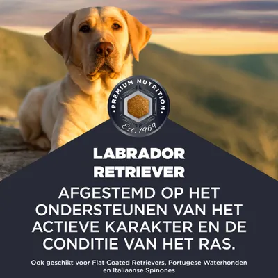 Labrador Retriever. Afgestemd op het actieve karakter en de conditie van het ras. Ook geschikt voor Flat Coated Retrievers, Portugese Waterhonden en Italiaanse Spinone.